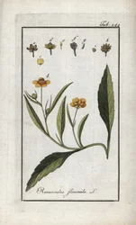 Flame Buttercup or Small Moat or Small Flame (Ranunculus flammula). Lithograph from 