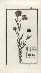 Flaxseed (Linum usitatissimum). Lithograph from 