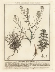 Flixweed, Descurainia sophia