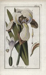 Florentine Iris or Florence Iris (Iris florentina). Lithograph from 