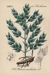 Fragon False Holly or Small Holly - Butcher
