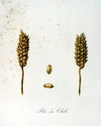 French 19th century illustration of ears of corn
