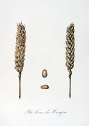 French 19th century illustration of ears of corn