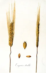 French 19th century illustration of ears of corn