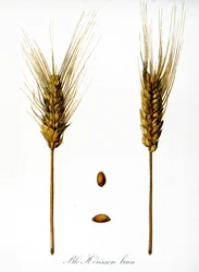 French 19th century illustration of ears of corn