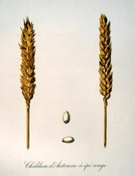 French 19th century illustration of ears of corn