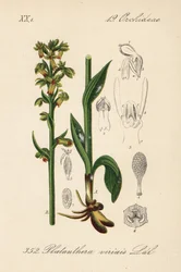 Frog orchid