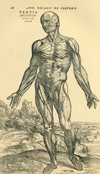 Front of male human body, an anatomical study originally published in De Humani Corporis Fabrica Libri Septem by Andreas Vesalius, published Basel