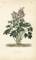 Fumewort