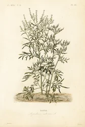 Garden cress, mustard and cress or pepperwort