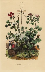 Geranium Species, Pelargonium Daveyanum and Pelargonium Macranthon