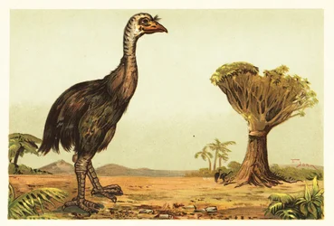 Giant Moa and Dragon Tree