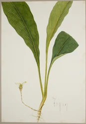 Ginger