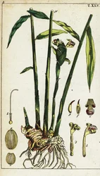 Ginger plant and root, Zingiber officinale