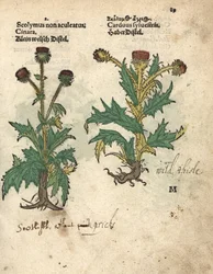 Globe artichoke, Cynara cardunculus var. scolymus, and wild thistle, Carduus sylvestris
