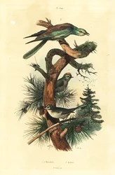 Goldcrests and European roller