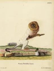 Golden Lion Tamarin or Golden Marmoset, Leontopithecus rosalia. Endangered. Simia rosalia Linn. Handcoloured copperplate engraving by Jakob Andreas Eisenmann after an illustration by Jacques de Seve from Johann Christian Daniel Schreber