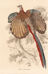 Great argus pheasant, Argusianus argus. Handcoloured lithograph from Georg Friedrich Treitschke