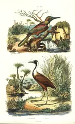 Great jacamar, Jacamerops aureus, and northern jacana, Jacana spinosa