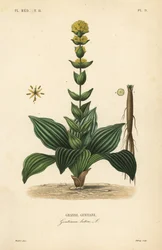 Great yellow gentian