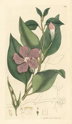 Greater Periwinkle, Vinca major (Smith