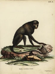 Greater Spot-nosed Monkey or Putty-nosed Monkey. Cercopithecus nictitans. Simia Nictitans Linn. Handcoloured copperplate engraving by Johann Nussbiegel from Johann Christian Daniel Schreber