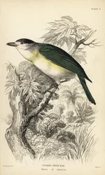 Green-backed Becard, Pachyramphus viridis (Cuvier