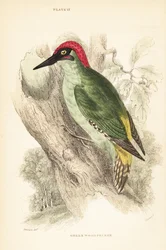 Green woodpecker perched on a tree