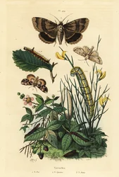 Grey dagger moth and larva, Apopestes spectrum moth and larva, peach blossom moth and caterpillar