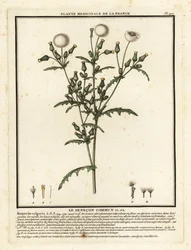 Groundsel, Senecio Vulgaris