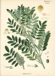 Guatemalan indigo or small-leaved indigo. Chromolithograph after a botanical illustration from Hermann Adolph Koehler