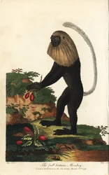 Guereza of Angola or Angolan black-and-white colobus - Angola colobus, Colobus angolensis. Full-bottom monkey, named for its resemblance to a full-bottomed wig. Hand-coloured copperplate engraving by J. Pass after an illustration by Johann Jakob Ihle from