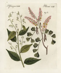 Gum benjamin tree, Styrax benzoin and logwood, Haematoxylon campechianum. Handcoloured copperplate engraving from Bertuch