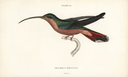 Hairy-legged hummingbird, Glaucis hirsutus (Rufos-breasted hermit, Trochilus hirsutus). Handcoloured steel engraving from Sir William Jardine