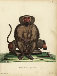 Hamadryas baboon
