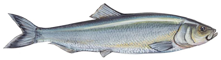 Atlantic herring (Clupea harengus)
