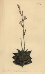Haworthia mirabilis (Rough-leaved cushion aloe)