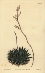 Haworthia pumila (Dark-leaved spider aloe)