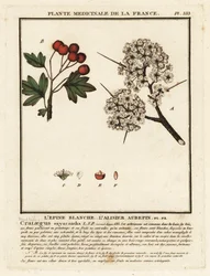 Hawthorn, Crataegus Rhipidophylla