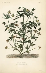 Heartsease or love in idleness