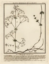 Hedge Bedstraw, Galium Mollugo
