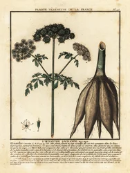 Hemlock Water-Dropwort, Oenanthe Crocata