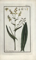 Herb of St. Philip (Isatis tinctoria sativa). Lithograph from 