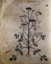 Herbals Coriander