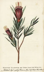 Honey flower of New South Wales, Australia