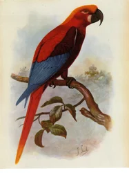 Illustration of Jamaican Parrot