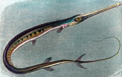 Illustration of a Swordfish