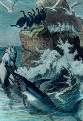 Illustration of a Tuna