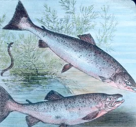Illustration of Salmon and Salmon Trout