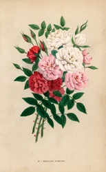 Indian Button Roses, Bengal Pompons, Rosa chinensis Hybrids (Les Roses)